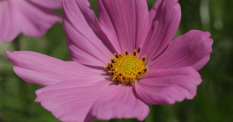 Balcon fleuri toute l’année : les meilleures plantes à choisir